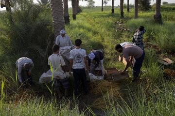 برداشت خرما در خوزستان