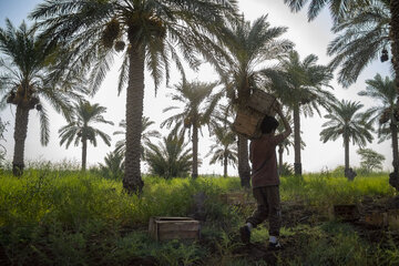 برداشت خرما در خوزستان