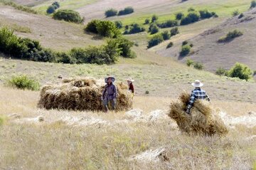 دیمزارهای کم‌بازده فارس برای تولید علوفه به کار گرفته می‌شوند