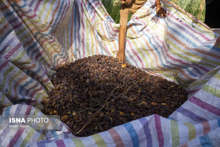 در صنعت خرمای خوزستان چه می‌گذرد؟