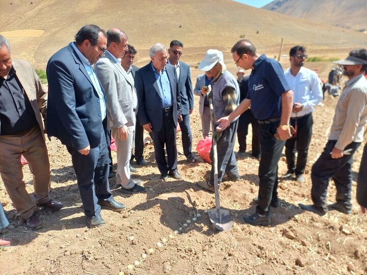 سطح زیرکشت موسیر اسدآباد به ۱۰۰ هکتار می‌رسد