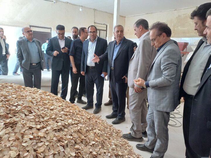 سطح زیرکشت موسیر اسدآباد به ۱۰۰ هکتار میرسد