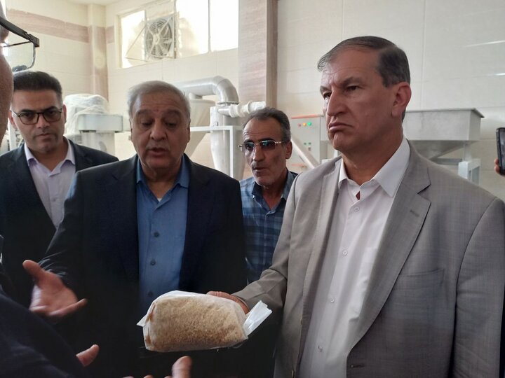 سطح زیرکشت موسیر اسدآباد به ۱۰۰ هکتار میرسد