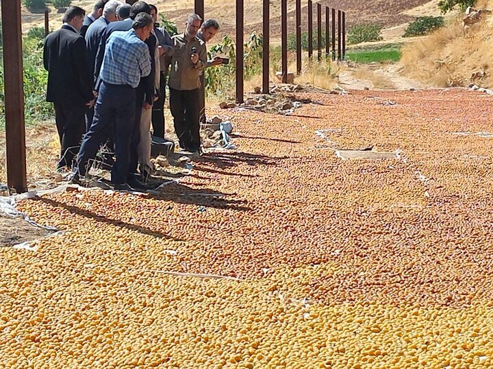 سطح زیرکشت موسیر اسدآباد به ۱۰۰ هکتار میرسد