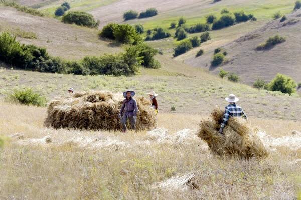 دیمزارهای کم‌بازده فارس برای تولید علوفه به کار گرفته می‌شوند
