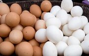 قیمت تخم‌مرغ در همدان نزدیک به نرخ تمام‌شده تولید است