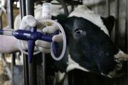 واکسیناسیون تب برفکی در مازندران رایگان و بدون محدودیت انجام می‌شود