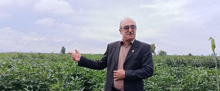 چالش‌های کشاورزی مازندران روی میز پژوهش/ از کمبود علوفه تا فلزات سنگین