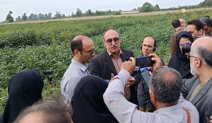 چالشهای کشاورزی مازندران روی میز پژوهش/ از کمبود علوفه تا فلزات سنگین