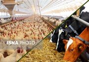 راهکار افزایش تاب‌آوری تولید دام و طیور در برابر تغییرات اقلیمی