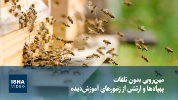 مین‌روبی بدون تلفات؛ پهپادها و ارتشی از زنبورهای آموزش‌دیده