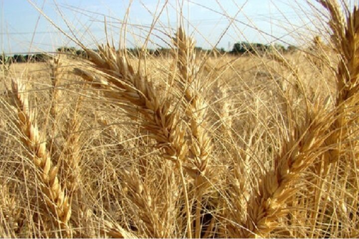 هشترود؛ سرزمین ایمان، تاریخ و خوشههای طلایی گندم