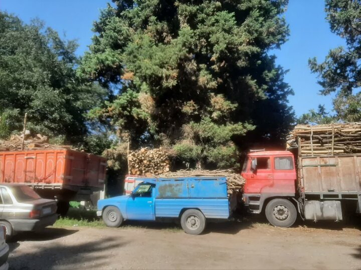 ۳۰ تن چوب قاچاق در تور مأموران منابع طبیعی آمل