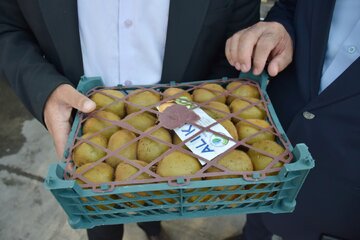 صادرات ۲۲۱۰ تنی کیوی گیلان