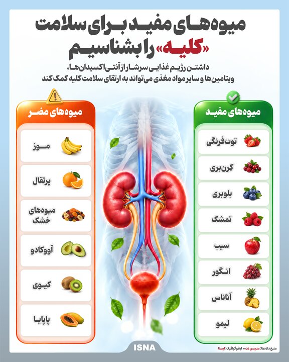 اینفوگرافیک/ میوههای مفید برای سلامت «کلیه» را بشناسیم