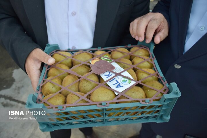 آغاز صادرات کیوی از مرز زمینی آستارا به روسیه و کشورهای حوزه قفقاز
