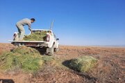 آغاز توزیع ۱۰تن علوفه در مراتع فقیر میاندشت جاجرم