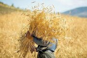 پایان خرید تضمینی گندم در همدان