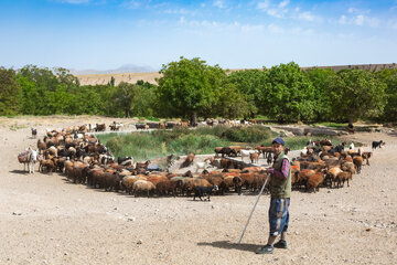 یکی از دامداران در کنار گله دام در حاشیه روستای برزنون در فصل تابستان.