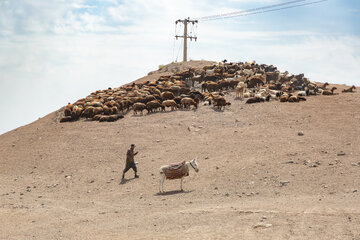 یکی از دامداران در کنار گله دام در حاشیه روستای برزنون در فصل تابستان.
