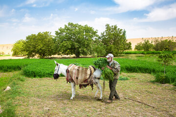 یکی از کشاورزان سالمند در حال برداشت یونجه در روستای برزنون در فصل تابستان.