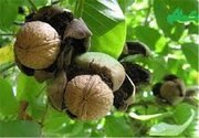 پیش‌بینی برداشت ۲۴ هزار تن گردو در تویسرکان/ تشدید نظارت‌ها برای کاهش حوادث سقوط از درخت
