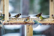 ارتباط غذا دادن به پرندگان با حال خوب انسان