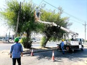 هرس بیش از ۱۹ هزار اصله درخت متداخل با شبکه برق اهواز / آمادگی برای پیک بارندگی‌های فصلی 