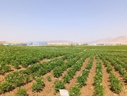 رشد ۲۳۳ درصدی تولید بذر سیب‌زمینی در استان ایلام