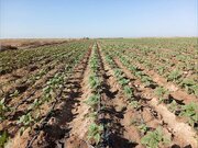 کشت بیش از ۱۷۰ هزار هکتار از اراضی جنوب کرمان در سال زراعی جدید