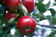 سیب نهاوند؛ نگین فراموش‌شده باغبانی همدان