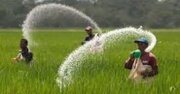 توزیع ۴۰۰ تن کود اوره بین کشاورزان ورامین طی شهریورماه