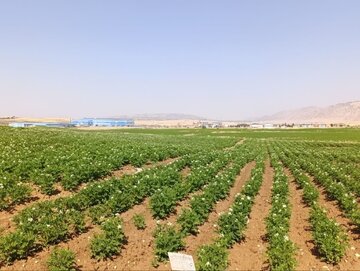 رشد ۲۳۳ درصدی تولید بذر سیب‌زمینی در استان ایلام