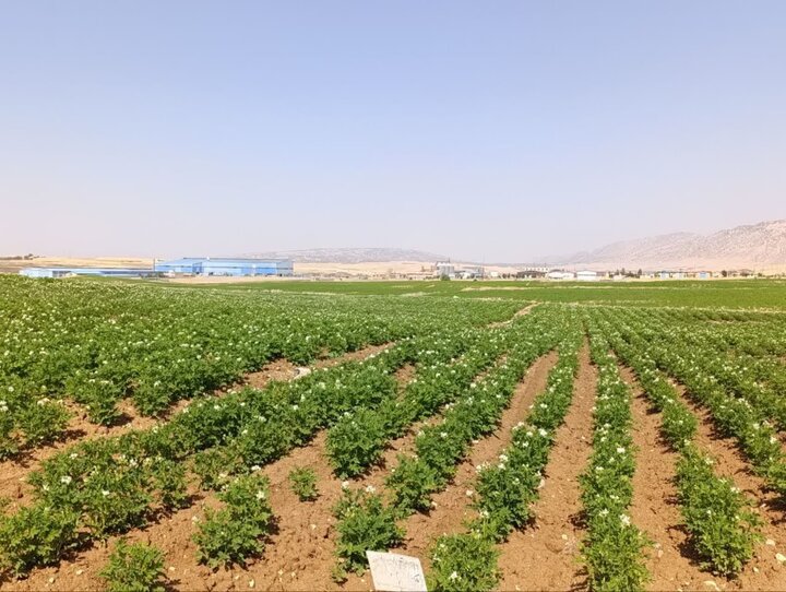 رشد ۲۳۳ درصدی تولید بذر سیب‌زمینی در استان ایلام
