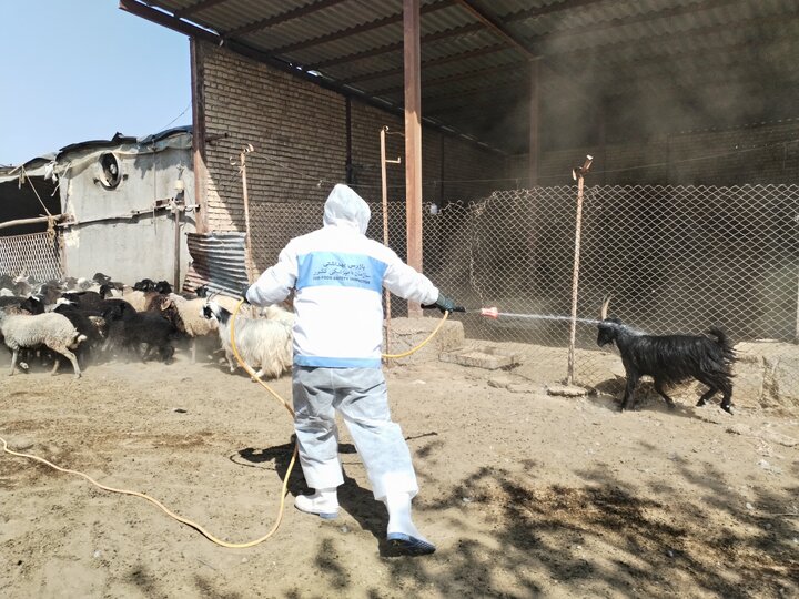 روستاییان پیشوا در خط مقدم تأمین امنیت غذایی؛ خدمات جهادی دامپزشکی در مناطق کمبرخوردار