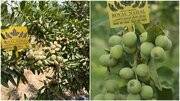 رویال نهال تولید کننده نهال گردو و بادام شناسنامه دار در غرب کشور(ارسال به سراسر ایران)