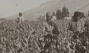 ایرانی ها چطور با تریاک آشنا شدند؟