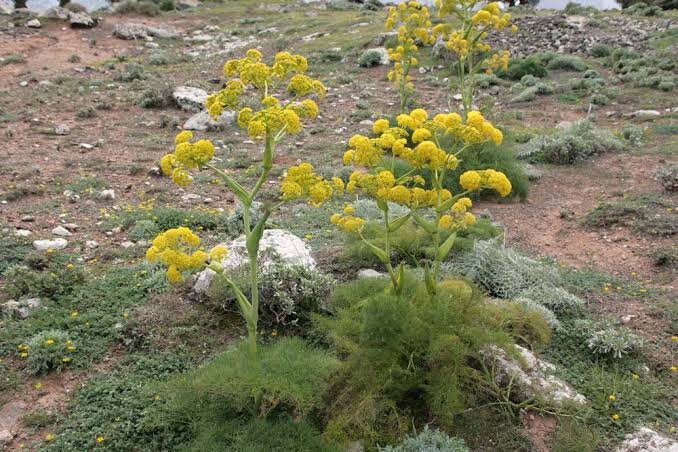 آغاز توسعه کشت گیاه دارویی «آنغوزه» در سیروان