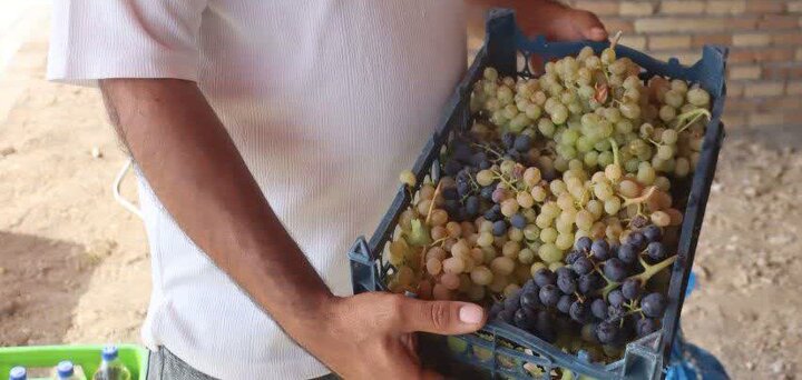 نخستین جشنواره انگور در روستای وصله کبودراهنگ برگزار شد