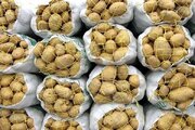 همدان در آستانه برداشت بیش از ۵۰۰ هزار تن سیب‌زمینی پاییزه؛ کمبودی در تأمین نداریم