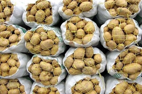 همدان در آستانه برداشت بیش از ۵۰۰ هزار تن سیب‌زمینی پاییزه
