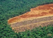 سازمان ملل: فرصت برای احیای جنگل‌های جهان محدود است