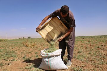 در پایان، دانه‌ها به رطوبت مناسب می‌رسند و پس از ذخیره‌سازی یا بسته‌بندی، راهی بازار می‌شوند.