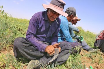 کارگر ها با استفاده از سنگ ، روغن حیوانی و روغن گریس داس های خود را تیز و آماده میکنند.