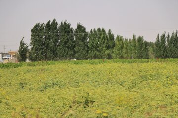 وقتی بوته‌های رازیانه به‌طور کامل رشد می‌کنند و دانه‌ها تغییر رنگ می‌دهند، زمان برداشت فرا می‌رسد.