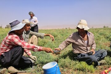 کارگر ها در حال استراحت