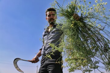 شهر رزن ، قطب رازیانه در فصل برداشت - همدان
