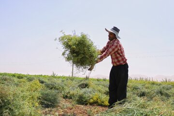 بوته‌های بریده‌شده برای مدتی در مزرعه باقی می‌مانند تا رطوبتشان کاهش پیدا کند و دانه‌ها آماده جدا شدن شوند.