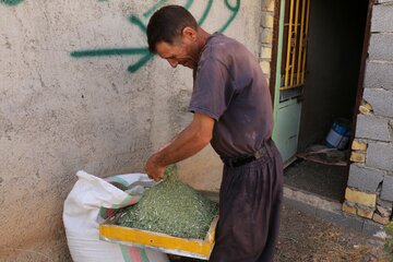 پس از خشک شدن، با کوبیدن یا استفاده از دستگاه خرمن‌کوب، دانه‌های رازیانه از ساقه و بخش‌های دیگر جدا می‌شوند.