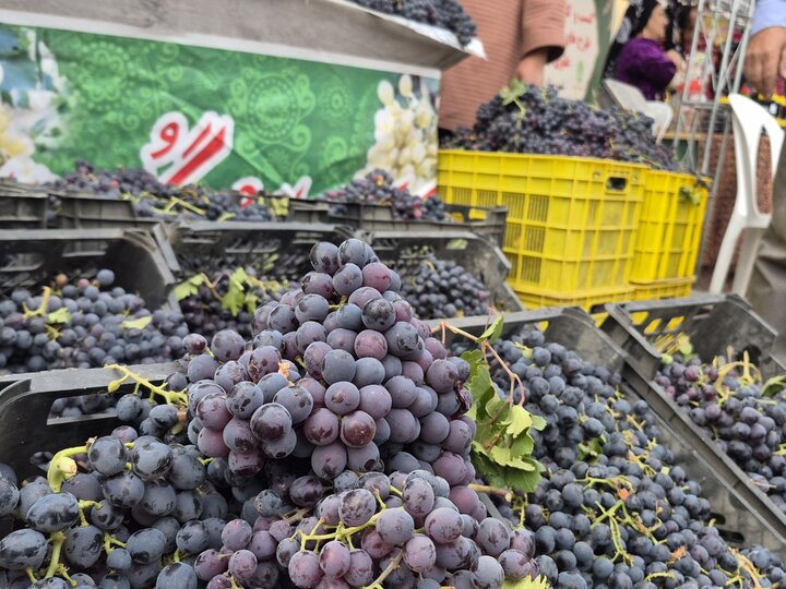 سومین جشنواره انگور ملایر؛ از معرفی برند جهانی تا مطالبات باغداران